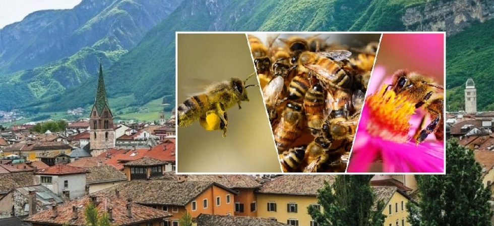 Un giardino per valorizzare l'apicoltura con piante nettarifere o aromatiche e meno erbicidi